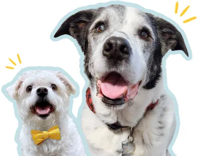 Supporting Senior Dogs in Need Grey Muzzle Organization